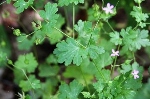 geranium lucidum (1).jpg_product